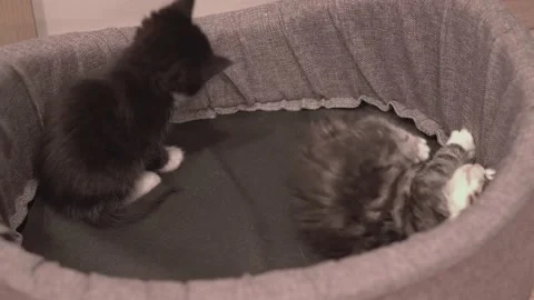 Small Kitten Stock Footage 220314755