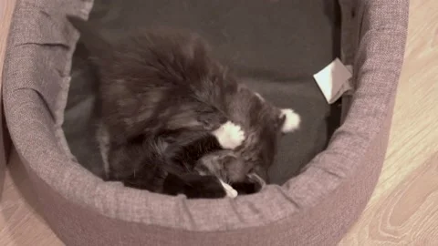 Small Kitten 動画素材 220314759