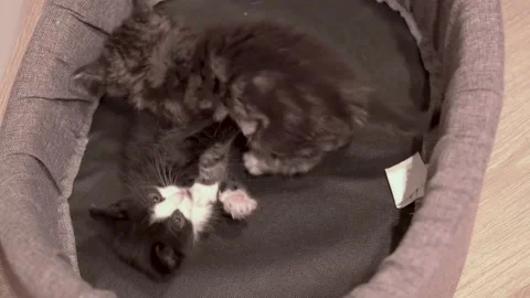 Small Kitten Stock-Footage 220314764