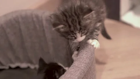Small Kitten Stock Footage 220314769