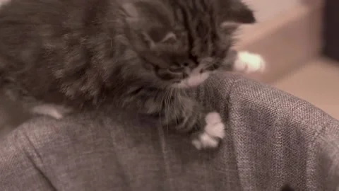 Small Kitten Stock Footage 220314773