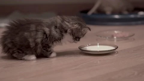 Small Kitten Stock Footage 220314776