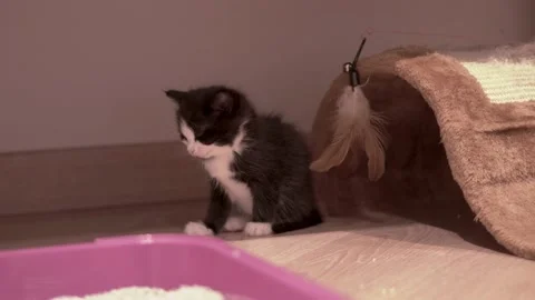 Small Kitten Stock Footage 220314801
