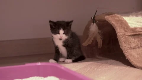 Small Kitten Stock Footage 220314807