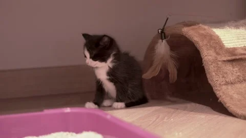 Small Kitten Stock Footage 220314808