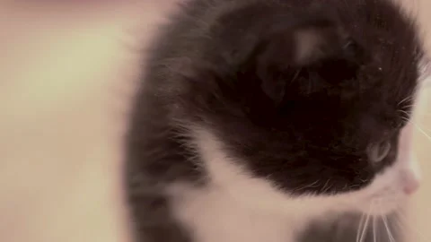 Small Kitten Stock Footage 220796901
