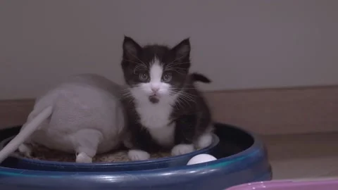 Small Kitten Stock Footage 220796932
