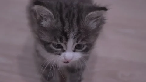 Small Kitten Stock Footage 220796940
