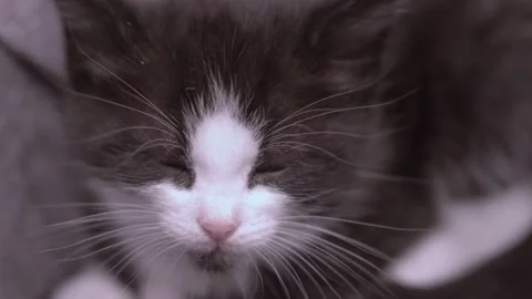 Small Kitten Stock Footage 220796942