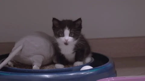 Small Kitten Stock Footage 220796943