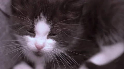 Small Kitten Stock Footage 220796951