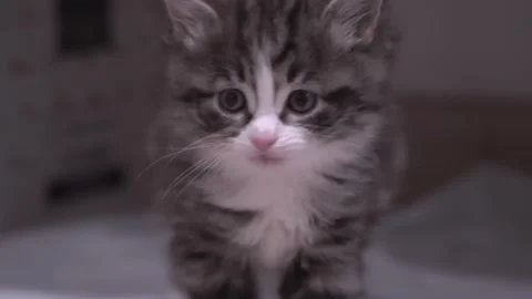 Small Kitten Stock Footage 220796953