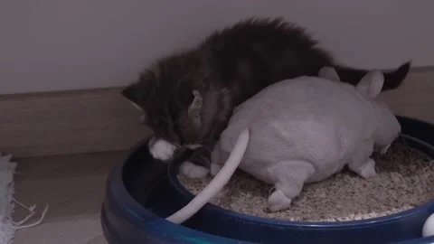 Small Kitten Stock Footage 220796954