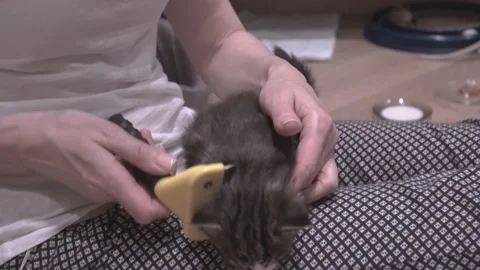 Small Kitten Stock Footage 220796964