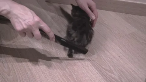 Small Kitten Stock Footage 220796969