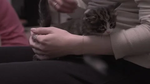 Small Kitten Stock Footage 220796970