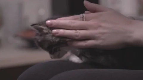Small Kitten Stock Footage 220796994
