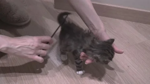 Small Kitten Stock Footage 220797004