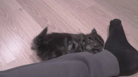 Small Kitten Stock Footage 220797021