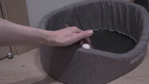 Small Kitten Stock Footage 220797026