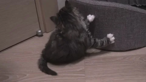 Small Kitten Stock Footage 220797033