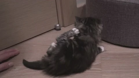 Small Kitten Stock Footage 220797035