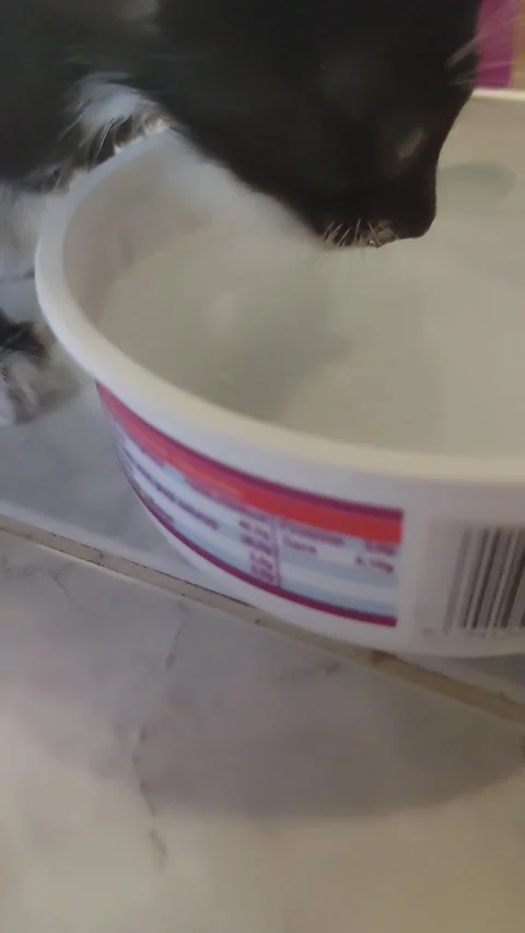 Small kitten Video stock 222902153