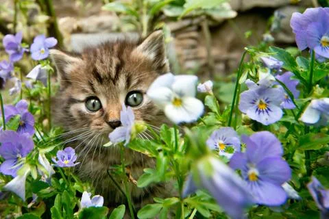 Small kitten in the garden in the springtime Stock Photos