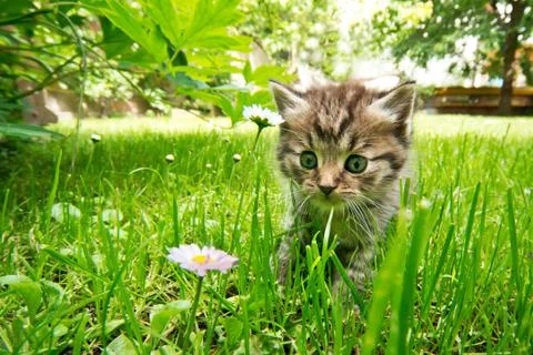 Small kitten in the garden in the springtime Stock Photos
