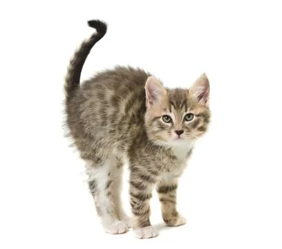 The small kitten has curved a back Stock Photos