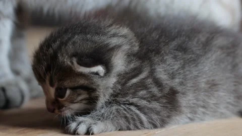 Small kitten with his mom cat Stock Footage 167329208