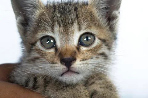 Small kitten in human hands Stock Photos