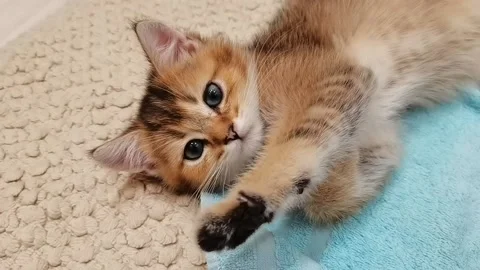Small kitten lies on back and moves its paw, close-up. Video stock 164093511