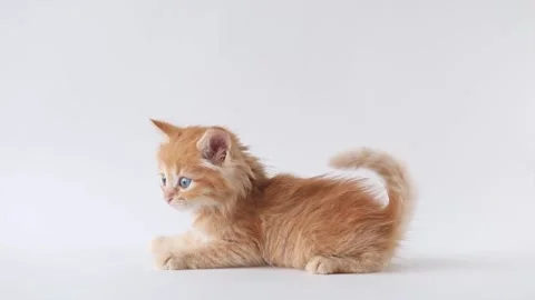 A small kitten lies on a light background Stock Footage 193247576