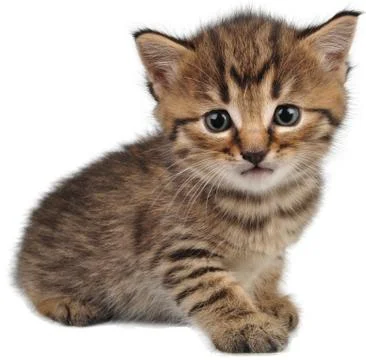 Small kitten looking at camera Stock Photos