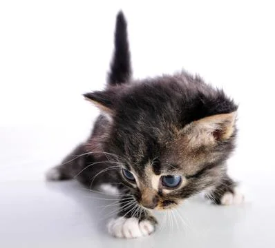 Small  kitten looking searching Stock Photos