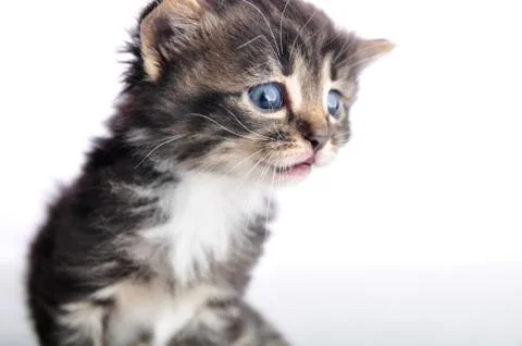 Small  kitten looking surprised Stock Photos