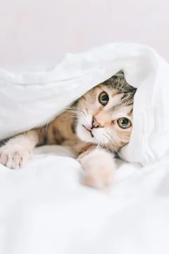 A small kitten lying on the bed and looking at the camera. Stock Photos