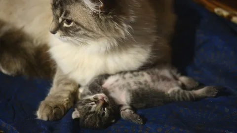 Small kitten with mother close up Stock Footage 82530465