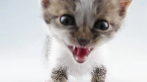 Small kitten moving to camera and meows Stock Footage 52263151