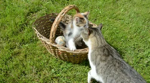 Small kitten in old basket and adult cat mother Stock Footage 22250089