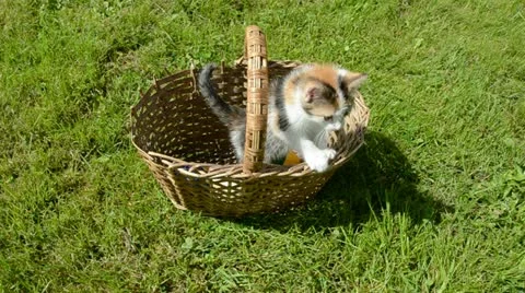 Small kitten in old basket on grass Stock Footage 12525540