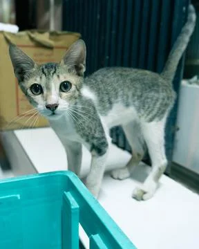 Small kitten out a store Stock Photos