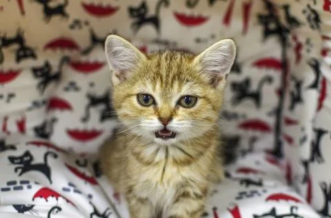 A small kitten in a pet store Stock Photos
