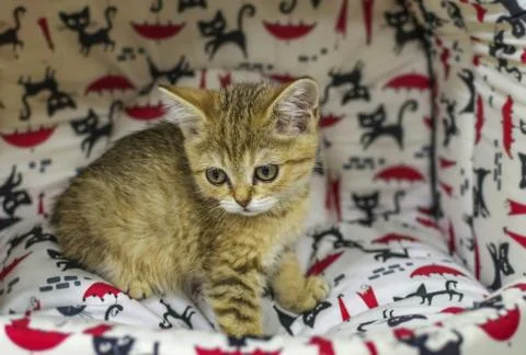 A small kitten in a pet store Stock Photos