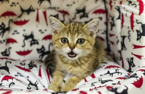 A small kitten in a pet store Stock Photos