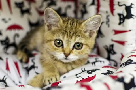 A small kitten in a pet store Stock Photos