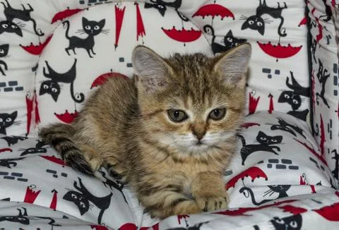 A small kitten in a pet store Stock Photos