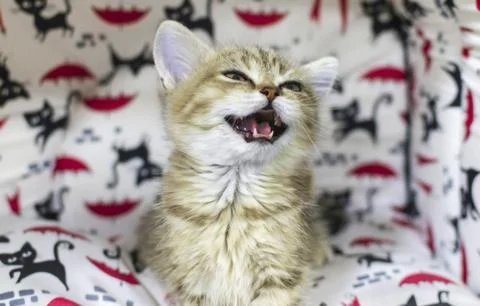 A small kitten in a pet store Stock-Fotos