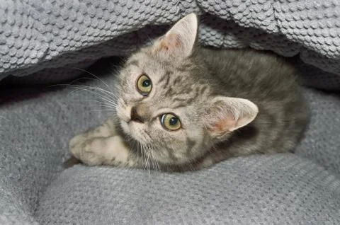 A small kitten in a pet store Stock Photos